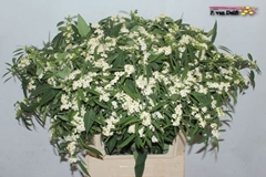 Euphorbia Fulgens Spray Quicksilver 80cm 15cm Hd