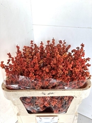 Ilex Verticillata Winter Gold 70cm