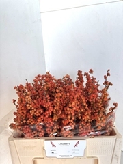 Ilex Verticillata Winter Gold 50cm