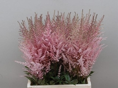 Astilbe Erika 65cm