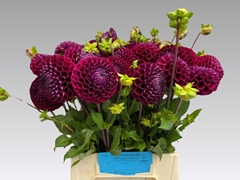 Dahlia Ivannetti 50cm