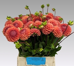Dahlia Cornel Bronze 50cm