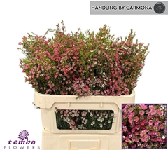 Chamelaucium My Sweet Sixteen 70cm 60gr.