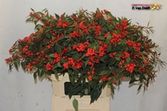 Euphorbia Fulgens Spray Red Surprise 80cm 15cm Hd