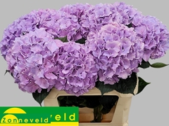 Hydrangea Royal Benefit 80cm 18-20cm Hd
