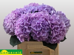 Hydrangea Royal Benefit 40cm 11-13cm Hd