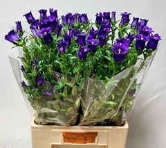 Campanula Champion Blue 70cm