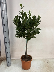 Laurus 20Ø 100cm