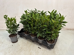 Laurus 11Ø 35cm