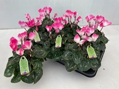 Cyclamen Midi Indiaka 13Ø 30cm
