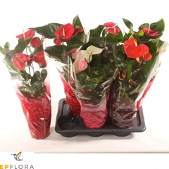 Anthurium Mix 3 Colours 17Ø 65cm
