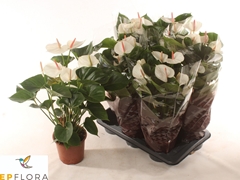 Anthurium Arisa White 17Ø 70cm