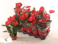 Anthurium Jambo Red 12Ø 55cm