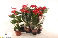Anthurium Idaho 17Ø 75cm