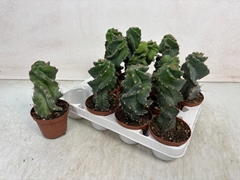 Cereus 10Ø 20cm