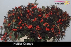Euphorbia Fulgens Spray Kuttlers Orange 80cm 10cm Hd
