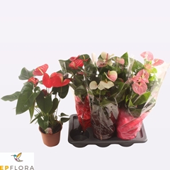 Anthurium Mix 3 Colours 17Ø 65cm