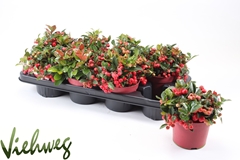Gaultheria Big Berry 12Ø 25cm
