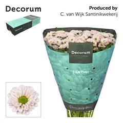 Chrysanth Santini Fabiani Pearl 55cm 48gr.