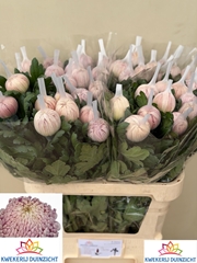 Chrysanth Single Vienna Pink 80cm 100gr.