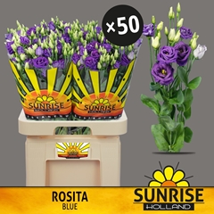 Eustoma Double Rosita Blue 70cm