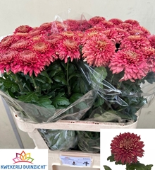 Chrysanth Single Marielle Red 80cm 110gr.