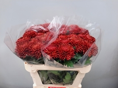 Chrysanth Single Bigoudi Copper 75cm 100gr.