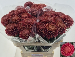 Chrysanth Single Bigoudi Copper 75cm 90gr.
