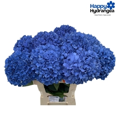 Hydrangea Pimpernel 80cm 21-23cm Hd
