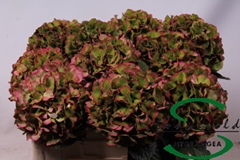 Hydrangea Glowing Alps Classic 50cm 11-13cm Hd
