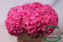 Hydrangea Sibilla Red 50cm 12-14cm Hd