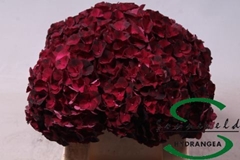 Hydrangea Dark Ruby 40cm 9-11cm Hd