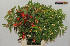 Euphorbia Fulgens Spray Mix 70cm 5cm Hd