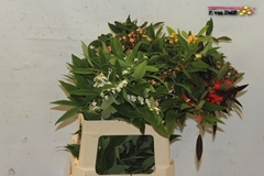 Euphorbia Fulgens Mix 60cm 10cm Hd