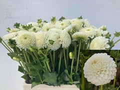 Dahlia Reycroft Jan 60cm