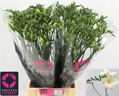 Freesia Single Corvette 50cm 15gr.