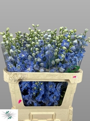 Delphinium Double Centurion Skyblue 80cm