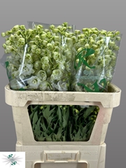 Delphinium Double Centurion White 70cm