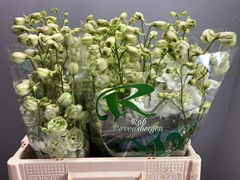 Delphinium Double Centurion White 60cm