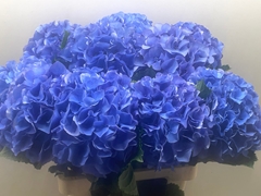 Hydrangea Royal Parade 60cm 16-18cm Hd