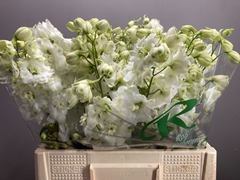 Delphinium Double Centurion White 50cm