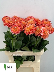 Dahlia Hapet Harmony 80cm