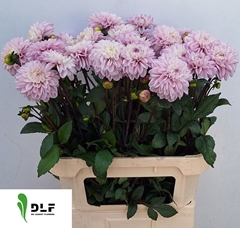 Dahlia Espacio 80cm