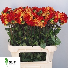 Dahlia Japlou 80cm