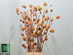 Glycyrrhiza Yunnanensis Licorice 100cm