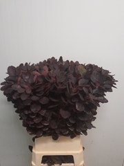 Cotinus Coggygria Royal Purple 100cm