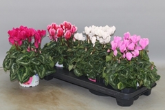 Cyclamen Super Serie Xl 13Ø 30cm
