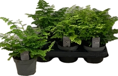 Adiantum Raddianum Fritz-luth 12Ø 25cm