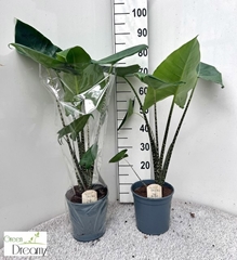 Alocasia Zebrina 21Ø 90cm