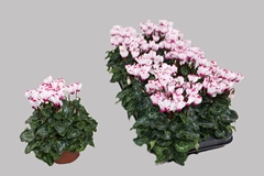 Cyclamen Super Serie Verano 10Ø 23cm